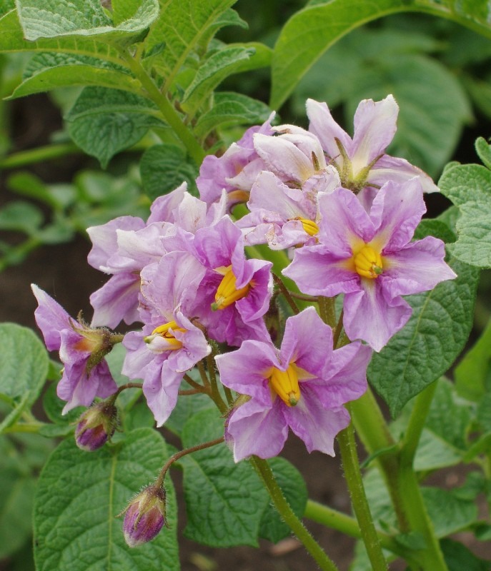 Изображение особи Solanum tuberosum.