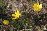 Adonis vernalis