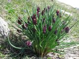 Allium atrosanguineum