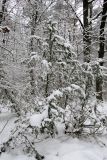 Juniperus communis. Покоящиеся растения в сосново-дубовом лесу. Беларусь, г. Гродно, лесопарк Пышки. 24.12.2018.