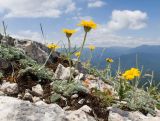 Anthemis marschalliana подвид pectinata. Цветущие растения. Краснодарский край, Апшеронский р-н, гора Черногор, платообразная вершина, ≈ 1750 м н.у.м., субальпийский луг, в задернованной расщелине. 27.06.2020.