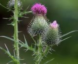 Cirsium vulgare