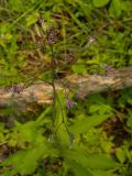 Saussurea stubendorffii