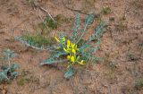 Astragalus longipetalus. Цветущее растение. Астраханская обл., Лиманский р-н, ильмень Большой Сарул, зарастающие пески. 23.04.2021.