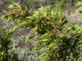 Juniperus communis