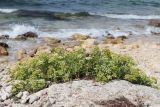 Crithmum maritimum