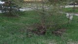 Larix sibirica. Нижняя часть дерева с молодой хвоей на ветках. Москва, Лефортово, территория МТУСИ, в культуре. 22.04.2021.