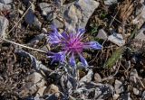 Centaurea fuscomarginata. Соцветие. Крым, гора Ай-Петри, каменистый склон. 29.10.2021.
