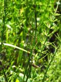 Equisetum fluviatile. Верхушка побега со стробилом. Магаданская обл., г. Магадан, нижнее течение р. Магаданка, заболоченный участок. 17.07.2014.