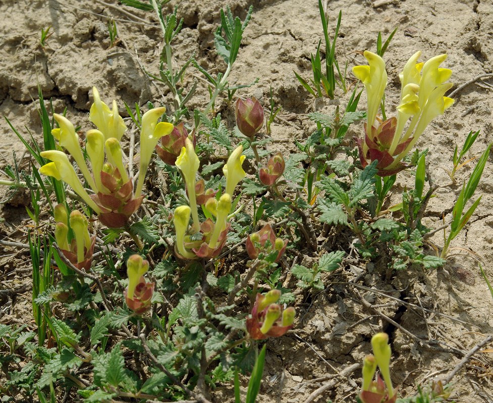 Изображение особи Scutellaria orientalis.