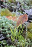 Calamagrostis monticola. Цветущее растение. Приморский край, Шкотовский р-н, хр. Большой Воробей, выс. 1200 м н.у.м., каменная россыпь на южном склоне недалеко от вершины. 24.07.2020.