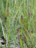 Equisetum ramosissimum