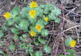 Eranthis longistipitata