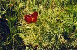 Paeonia tenuifolia. Цветущее растение. Ростовская обл., Азовский р-н, окр. п. Новый, на берегу пруда северо-восточной экспозиции. Конец апреля 2005 г.