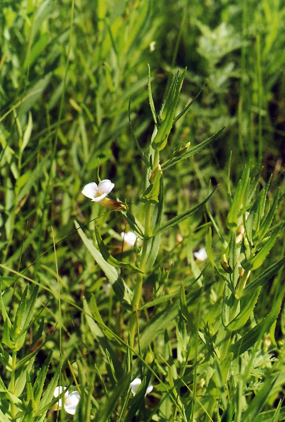 Изображение особи Gratiola officinalis.