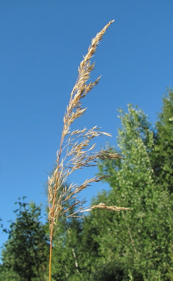 Изображение особи Calamagrostis phragmitoides.