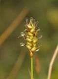 Carex dioica. Пестичный колосок. Окр. г. Мурманска, сфагновая мочажина в поясе лишайниково-кустарничковой тундры. 26.06.2011.