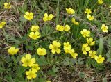 Ranunculus polyrhizos. Цветущие растения. Саратовская обл., Саратовский р-н, в солонцеватой степи. 15 апреля 2012 г.