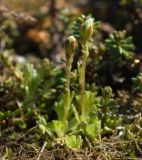 Saxifraga cespitosa. Расцветающее растение на моховой подушке на скалистом берегу Кольского залива. Мурманская обл., Североморский р-н, окр. пос. Росляково. 11.06.2012.