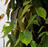 Zelkova serrata