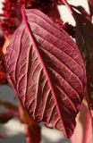 Amaranthus hypochondriacus