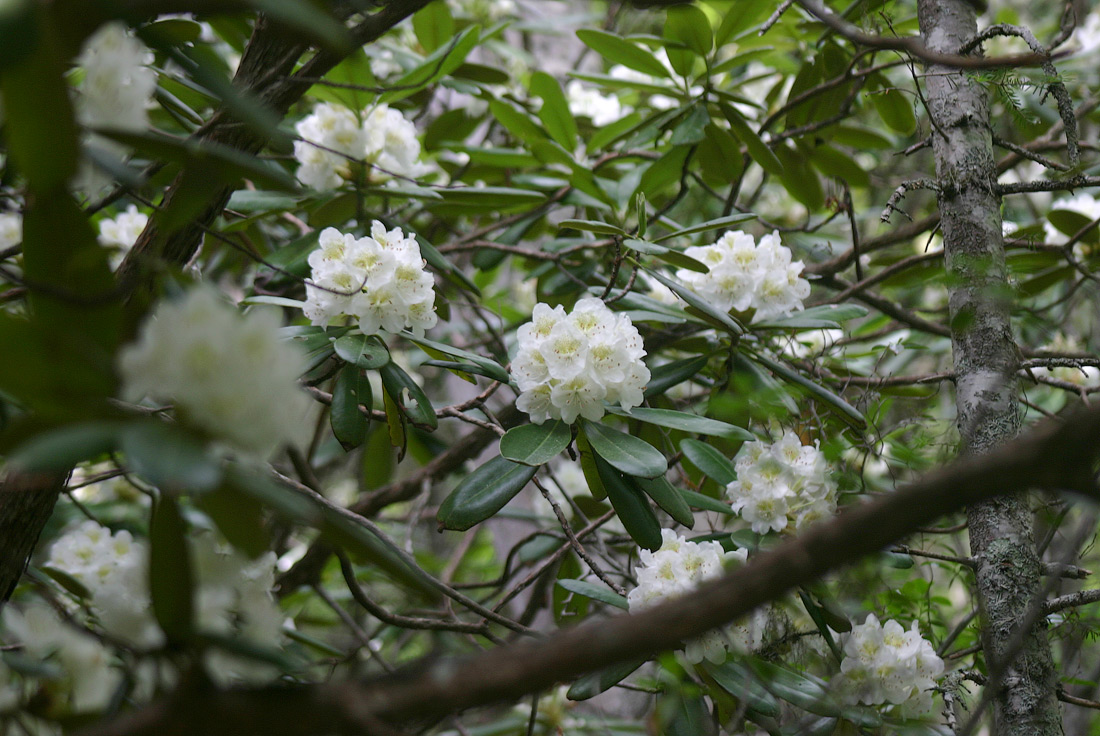 Изображение особи Rhododendron fauriei.