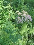 Thalictrum aquilegiifolium. Цветущее растение. Ленинградская обл., Лужский р-н, пойменный луг в окр. дер. Кемка. Июнь.