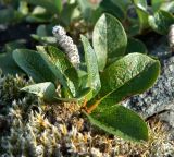 Salix arctica