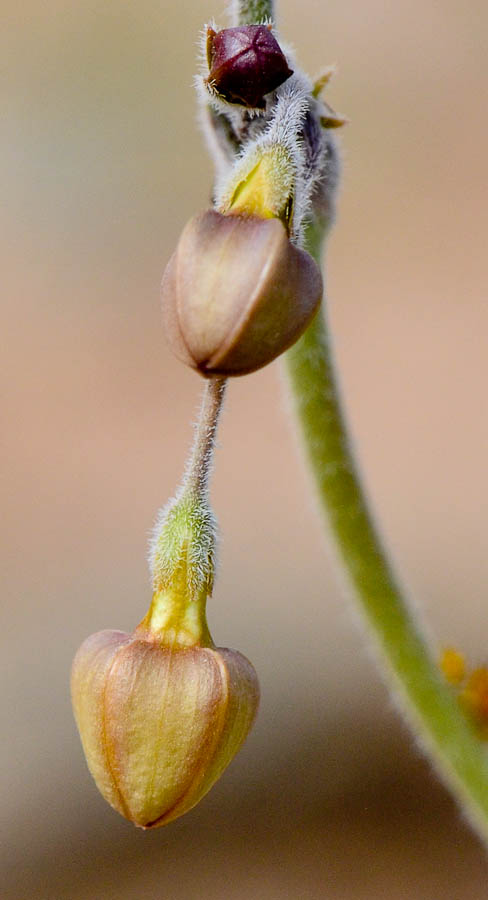 Изображение особи Pergularia tomentosa.