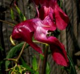 Impatiens glandulifera