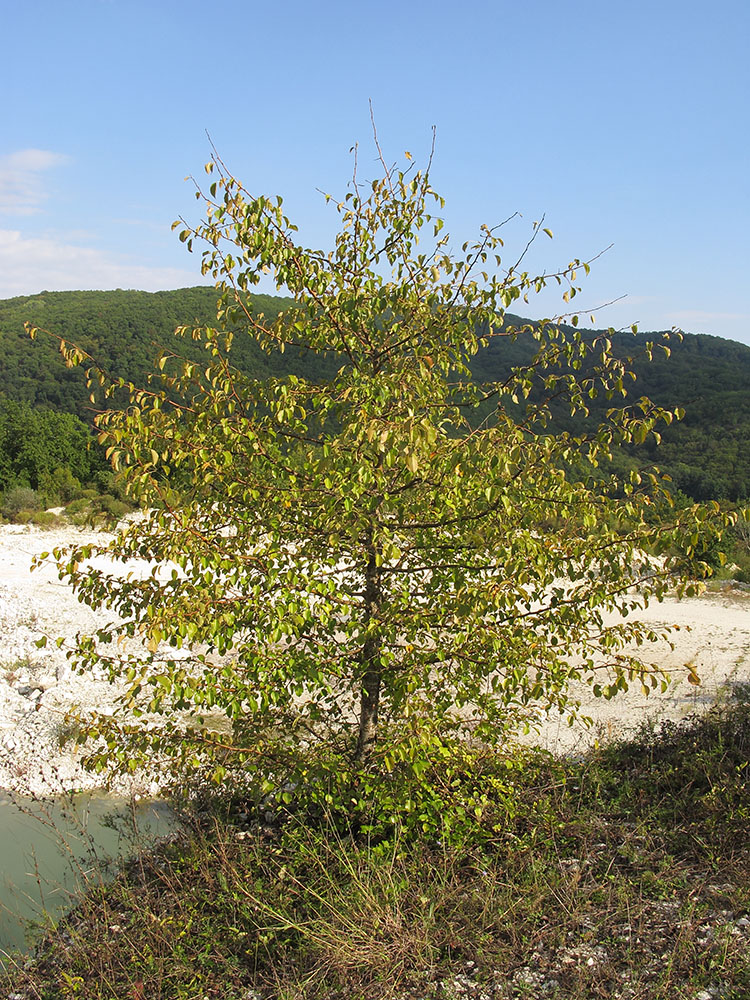 Изображение особи Pyrus caucasica.