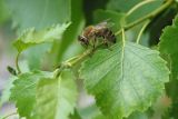 Betula pendula