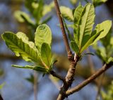 Exochorda racemosa. Часть ветки с соцветиями (у листьев видны их нижние стороны). Германия, г. Дюссельдорф, Ботанический сад университета. 13.03.2014.