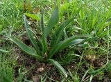 Colchicum laetum