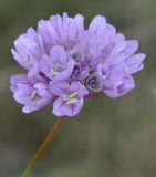 Armeria canescens