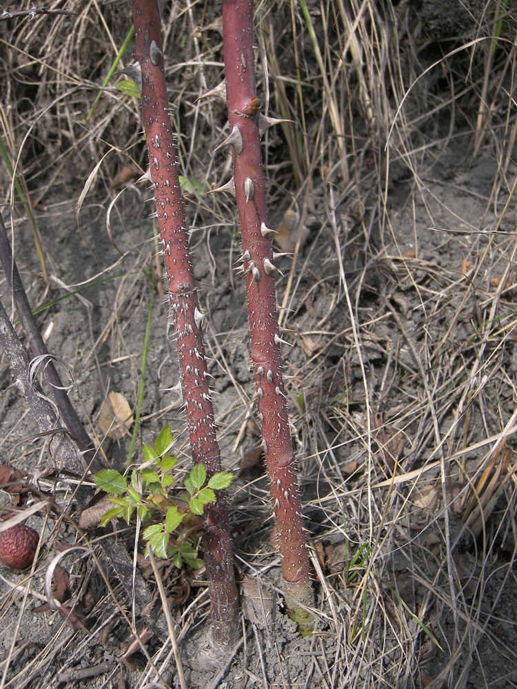 Image of Rosa marginata specimen.