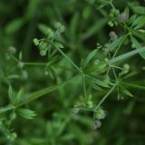 Galium vaillantii. Часть растения с плодами. Белгородская обл., окр. с. Хотмыжск, пойменный луг у моста. 02.07.2009.