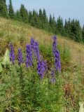 Aconitum soongaricum