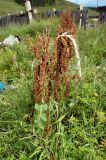 род Rumex. Плодоносящее растение на обочине дороги. Хакасия, окр. г. Сорск. 13.08.2009.