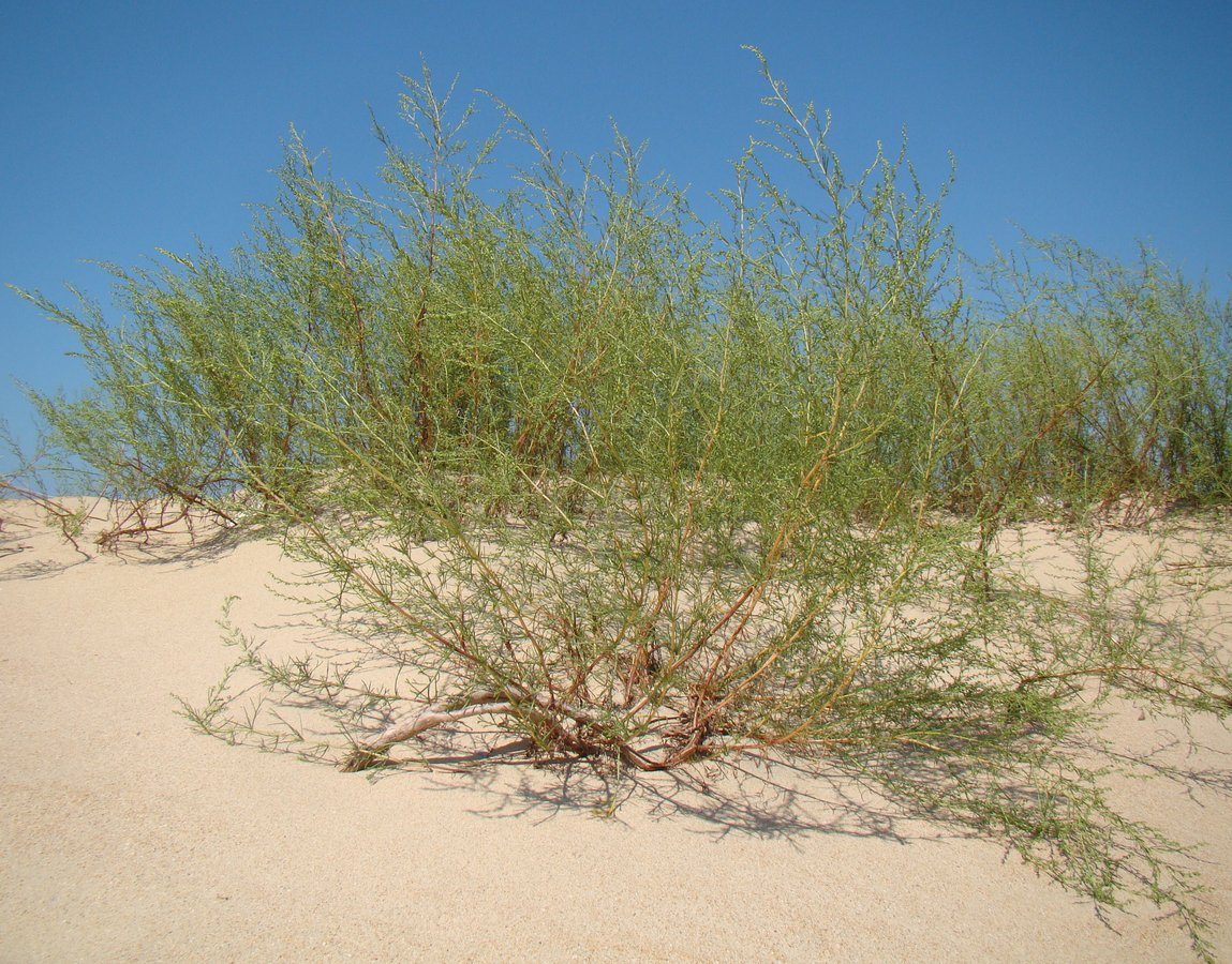 Изображение особи Artemisia arenaria.