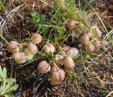 Astragalus chorinensis. Плодоносящее растение. Иркутская обл., Ольхонский р-н, берег озера Байкал, окр. базы Чара, щебенистый склон. 26.06.2014.