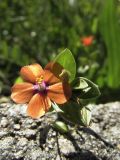 Anagallis arvensis