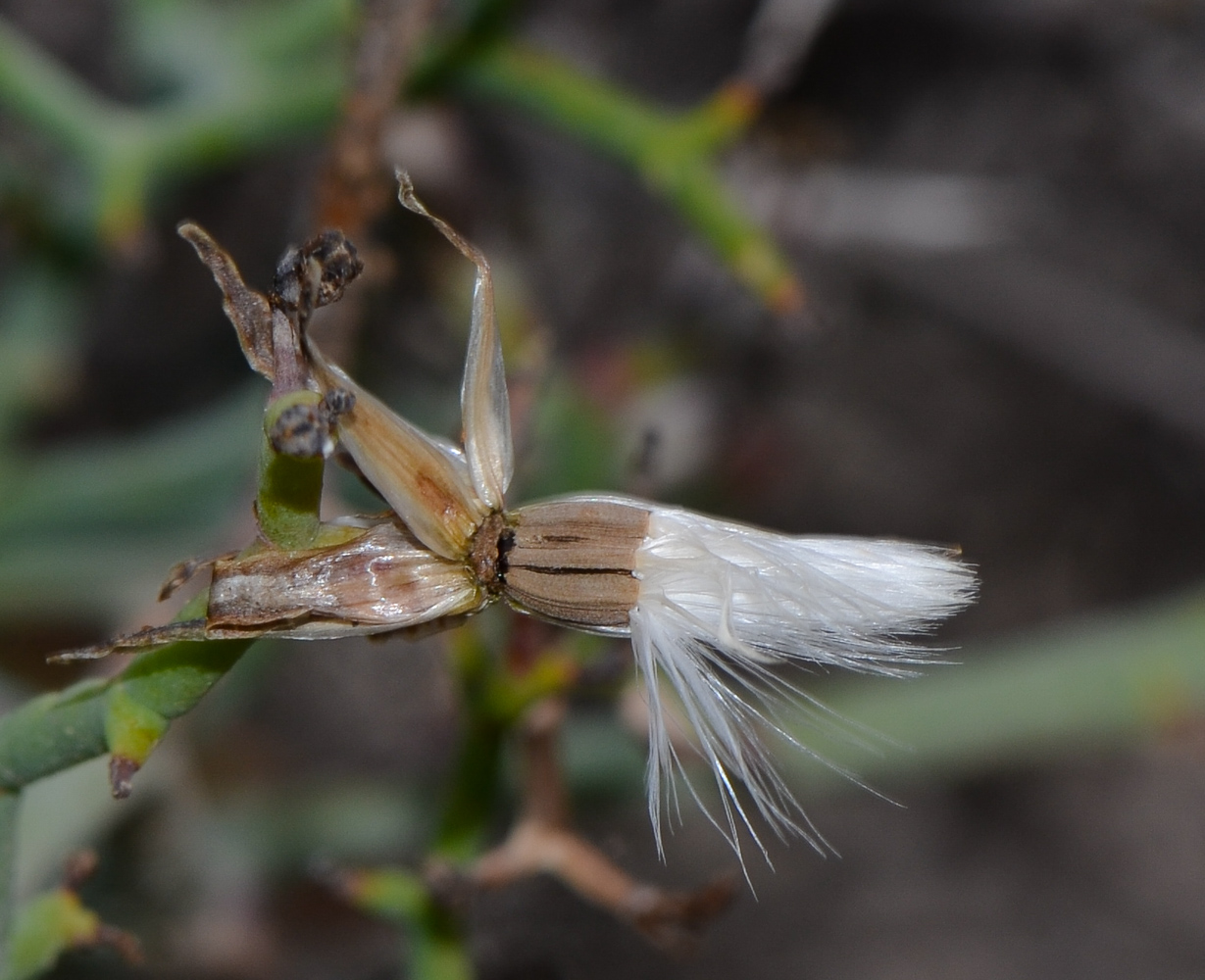 Изображение особи Launaea arborescens.