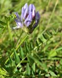 Astragalus danicus. Соцветие и лист. Вологодская обл., Великоустюгский р-н, берег р. Верхняя Ёрга. Июль 2015 г.