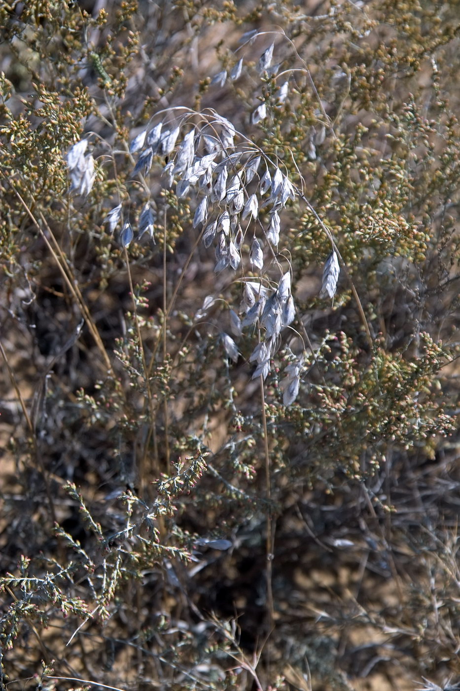 Image of Bromus squarrosus specimen.