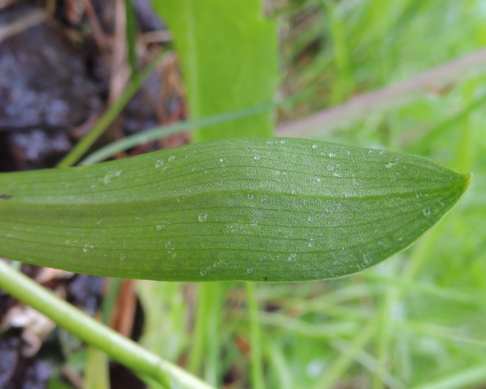 Изображение особи Pseudorchis albida.