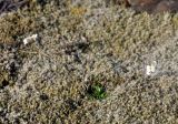 Arabidopsis petraea. Цветущее и плодоносящее растение. Исландия, национальный парк Ватнайокюдль (южная часть), окр. ледника Скафтафельсйокюдль, мохово-лишайниковая тундра. 04.08.2016.