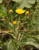 Inula oculus-christi