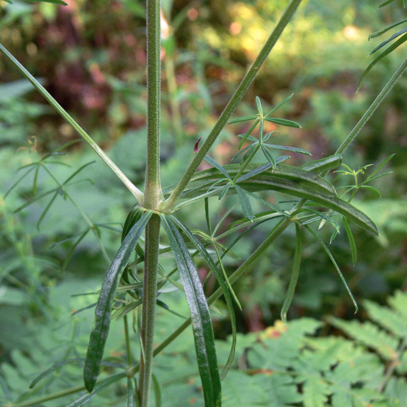 Изображение особи Galium verum.