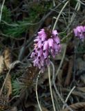 Erica carnea. Верхушка побега с соцветием. Хорватия, национальный парк \"Плитвицкие озёра\", широколиственный лес. 21.03.2010.